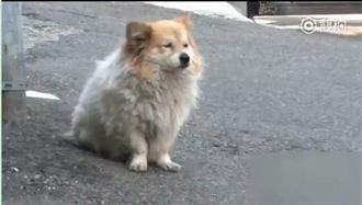 3年天天坐巷口　忠犬苦等主人回家