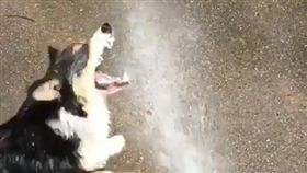 柯基,寵物,毛孩,萌,愛上毛們,ㄎㄧㄤ
(圖片來源:翻攝ig＠threecorgis