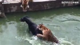 活生生的驢子被推下水，難逃虎爪。