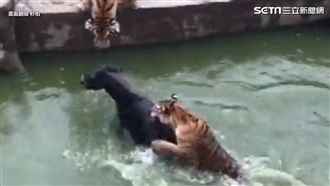 動物園餵老虎　活驢遭撕咬三十分鐘死