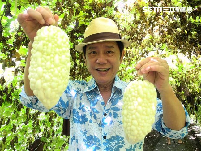 奇特苦瓜不苦很甜　多汁口感似梨子