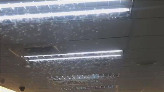 超商白蟻滿天飛　店員敬業表現被讚爆