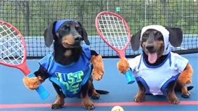 臘腸,網球,毛孩,萌,寵物,愛上毛們
(圖片來源:ig@crusoe_dachshund)