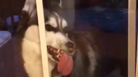 哈士奇,月月,擦窗,萌,毛孩,愛上毛們
(圖片來源:ig@thepetcollective)