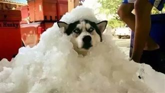 臉歪霸電風扇　哈士奇化身刨冰求消暑