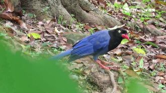 台灣藍鵲突叼食野蛇　上演生態活教材