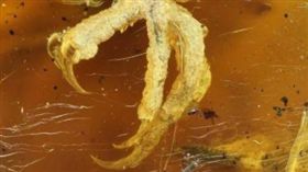 鳥類標本　翻攝陸媒