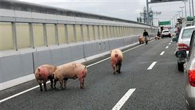 日本,載豬車,卡車,車禍,豬,卡車,逃亡,阪神高速公路
（圖／翻攝自推特）