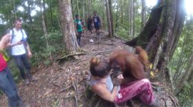 影／真的像人？紅毛母猩猩撲倒正妹　壓在身下狂舔5分鐘
圖／翻攝自Aventuresnc YouTube
https://www.youtube.com/watch?v=-RsocUI0-fA