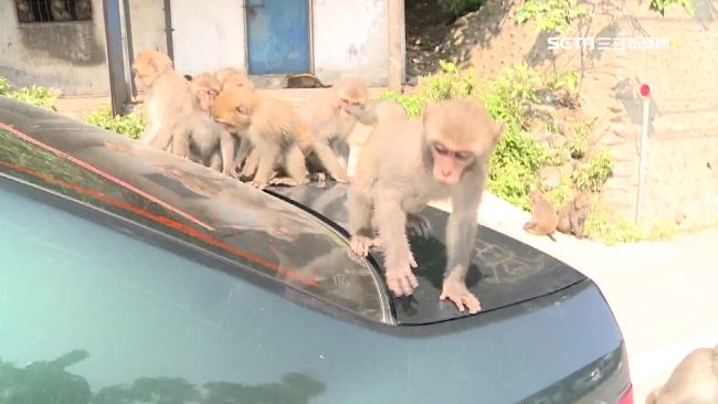誘捕？好奇小獼猴跳上車　男關門載走