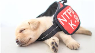 小警犬滿月！網友暴動：萌到受不了