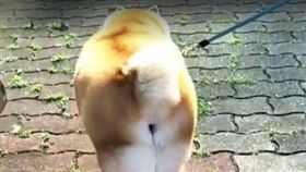 阿嬤養的狗？　柴犬被主人養成胖柯基