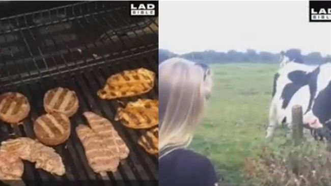 這動物突然出現　讓烤肉氣氛瞬間結凍