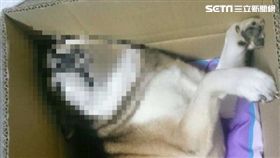 ▲小琉球路燈漏電電死狗，居民擔心下次換人被電怎麼辦？（圖／翻攝畫面）