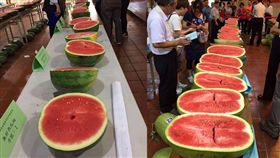 苗栗後龍、水果、西瓜、消暑、瓜農、農民、農友（圖／翻攝自苗栗縣後龍鎮公所）