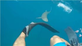 美國,鯊魚,攻擊,影片,驚險,吃人,咬人,意外