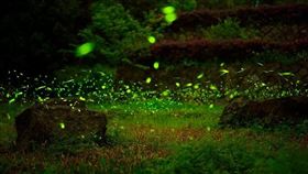 螢火蟲、鄒族部落、2017梅山賞螢季（圖／嘉義縣文化觀光局提供）