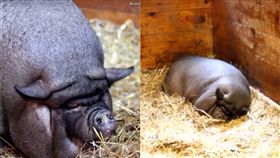 神豬,虐待,寵物豬,豬,飼養,動保,阿嬤養　圖／翻攝自YouTube https://goo.gl/bsFVhE