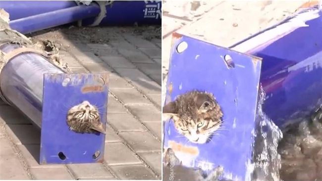 喵星人也失手？身體卡管子表情超無奈