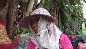 w可憐蒜農嬤2400