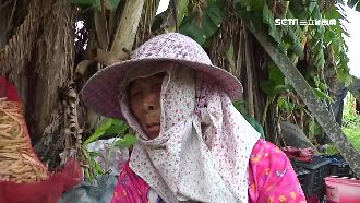 三千斤蒜頭遭竊　蒜農阿嬤欲哭無淚