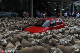 季節大遷徙！羊咩咩們堵去路　小客車駕駛動彈不得好無奈