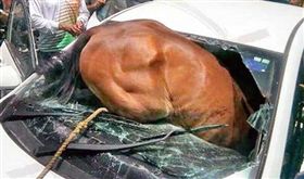 天氣太熱受不了！印度馬脫韁撞進轎車　駕駛遭擋風玻璃割傷