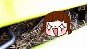 雛鳥,生命,京都市,垃圾車,鳥,鶺鴒,引擎室,築巢,鳥巢.孵化,鳥蛋　圖／翻攝自朝日新聞https://goo.gl/rAzUyq