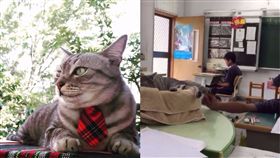 比拉 貓督學 （圖／翻攝自喵嗚.督學臉書）