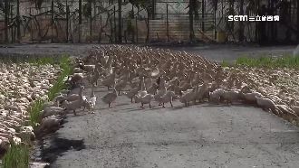 上千隻鴨鴨整齊過馬路　畫面超療癒