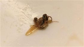 林口大家庭Linkou-Family,貴族世家,蟑螂,食安,衛生　圖／林口大家庭Linkou-Family