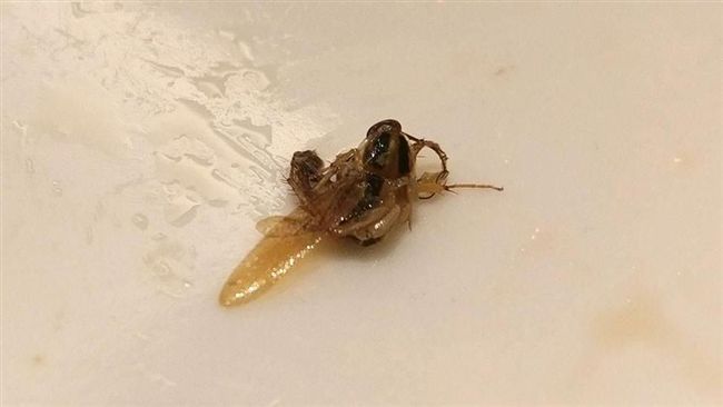 牛排吃到小強　店家竟然僅賠償32元