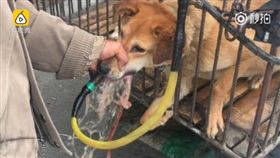 大陸，狗，灌水，虐狗（圖／翻攝自梨視頻）