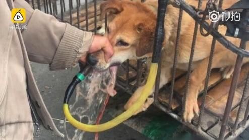 黑心狗販為增重強灌水　狗被灌到吐血