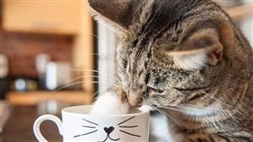 寵物滔客(圖片版權屬於滔客線上雜誌)