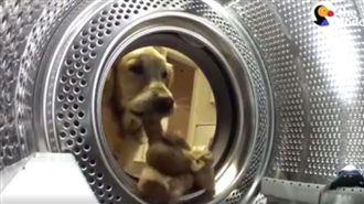 最萌小偷！黃金鑽洗衣機解救心愛娃娃