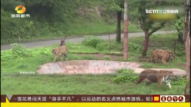 三兄妹逃票翻牆　差點替「老虎」加菜