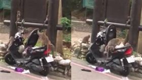 猴子,登山口,機車,偷車,爆料公社　圖／翻攝自爆料公社