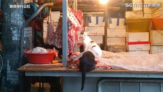 「吃完換你吃？」　3貓闖豬肉攤狂啃