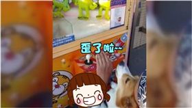 柯基,狗,無奈,夾娃娃.瞄準,飼主,把拔　圖／翻攝自柯基犬のCoffee Time臉書影片　https://goo.gl/iqqfHi