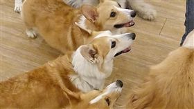 16:9
一胎化之後…陸竟然出現「一狗化政策」　每戶限養一隻毛孩
狗 柯基
圖／翻攝自samcorgi IG
https://www.instagram.com/samcorgi/