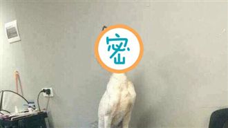 狗界新犬種？網友笑翻：是哈努比斯啊