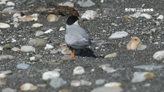 沙灘熱如鐵板燒　燕鷗爸媽肉身擋艷陽