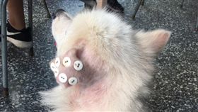 狗狗,虐待,鈕扣,耳朵,耳血腫,虐狗,治療(爆料公社 )