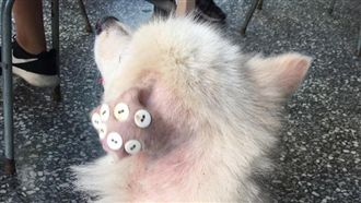 狗耳朵縫鈕扣非虐待　網友驚呼長知識