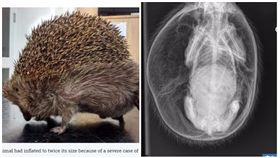 刺蝟染上怪病　身體像灌氣球要炸掉了
圖/翻攝自THE SUN