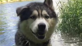 哈士奇,月月,甩頭,萌,毛孩,愛上毛們
(圖片來源:ig@pawsthatwander)