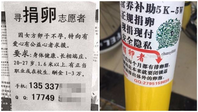 卵子黑市入侵校園　顏值學歷高價越高
