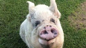 澳洲,母豬,性侵,心理醫師,每日郵報　翻攝自Robyn Francis臉書