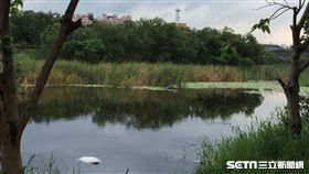 浮屍,鹿角溪濕地,新北市樹林
圖／翻攝畫面